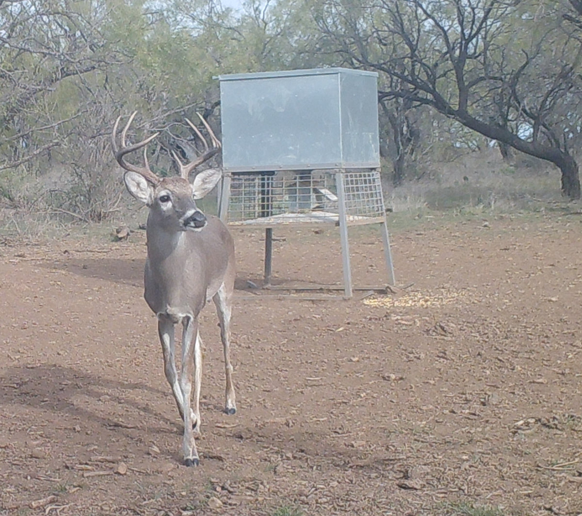 Wildlife Feeders