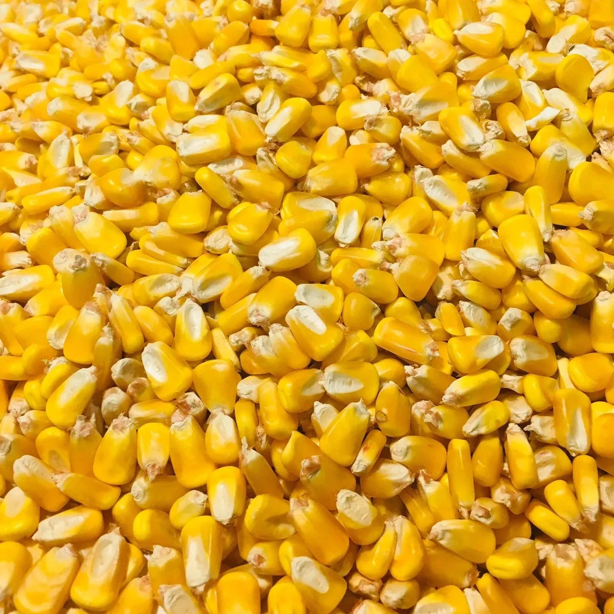 Deer Corn - 50# Bag