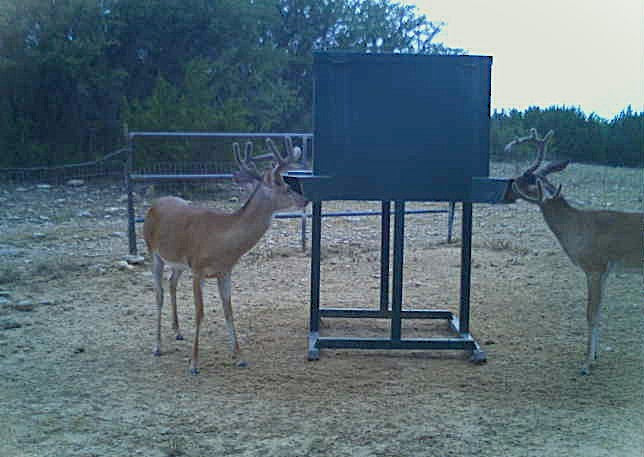 GreenGo Gravity Protein Deer Feeder